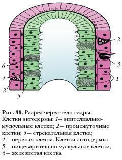 Можно ли вывести деньги с кракена